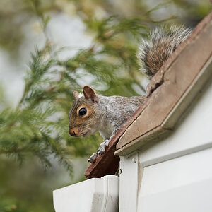 squirrel 2022 25.jpg