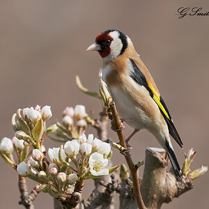 goldfinch 2022 2.jpg