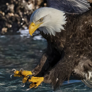 Bald eagle fishing (cropped)