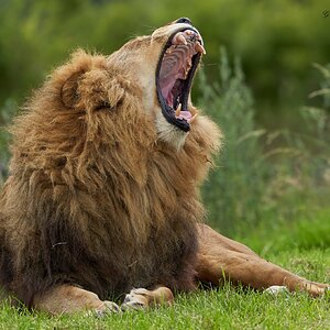 lion 2020 14.jpg