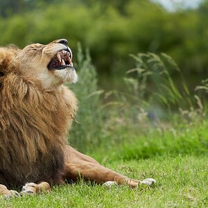 lion 2020 13.jpg