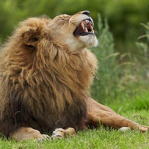 lion 2020 12.jpg