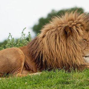 lion 2020 11.jpg