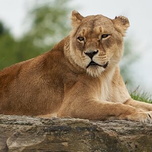 lioness 2020 1.jpg