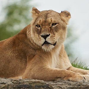 lioness 2020.jpg