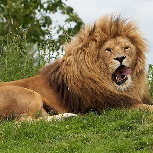 lions  2020 3.jpg