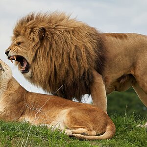 lions  2020.jpg