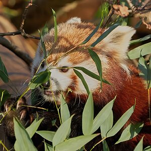 red panda  2020 2.jpg