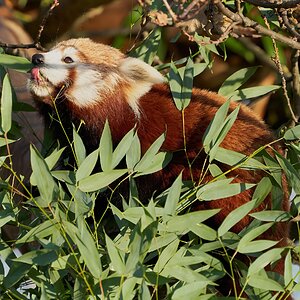 red panda  2020 1.jpg