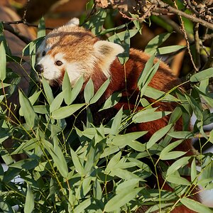 red panda  2020.jpg