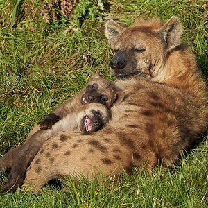 hyena 2020.jpg
