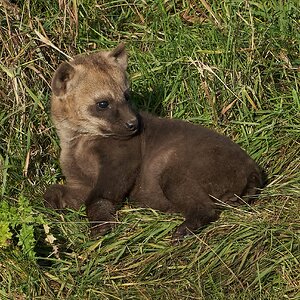 hyena 2020 1.jpg