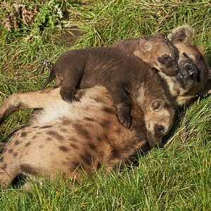 hyena  2020 1.jpg