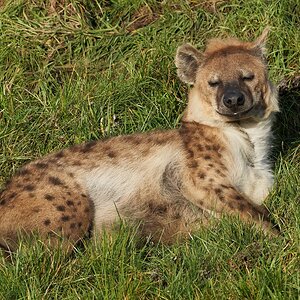 hyena  2020.jpg