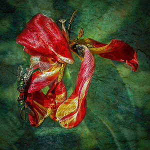 Textured Tulip7.jpg