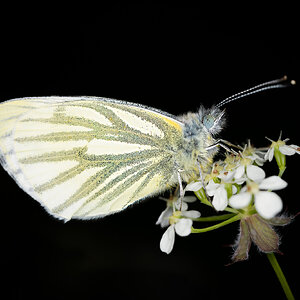 Green veined white butterfly.jpeg