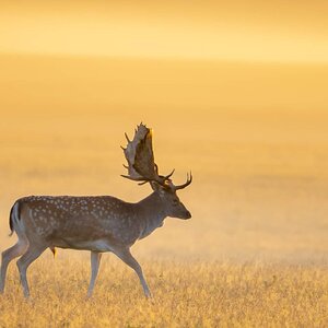 Sunrise in Denmark