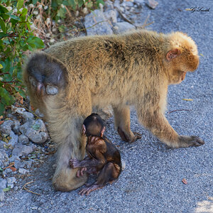 barbary apes 2019 2.jpg