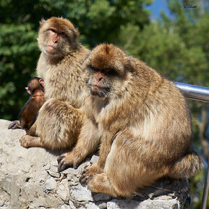 barbary apes 2019 3.jpg