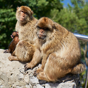 barbary apes 2019 4.jpg