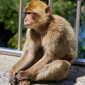 barbary apes 2019 6.jpg