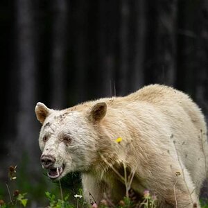 Spirit bear