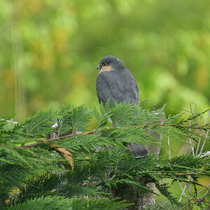 DSC04907-Sparrowhawk-Male-2048px.jpg