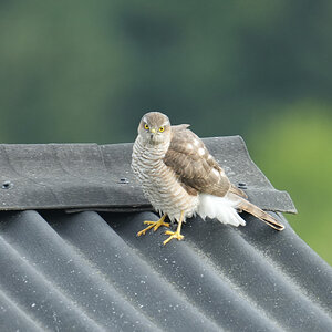 DSC04923-Sparrowhawk-Crop-2048px.jpg