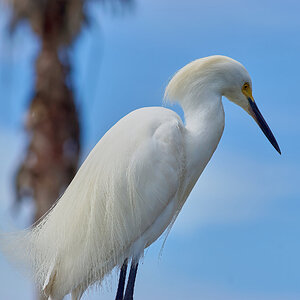 great egret 3.jpg