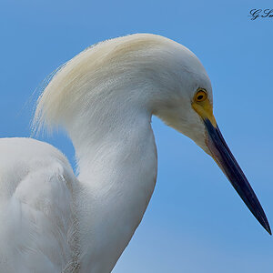 great egret 2.jpg