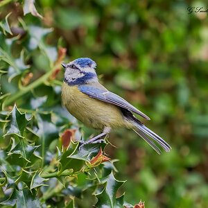 blue tit 2022 38.jpg