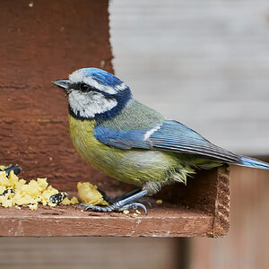 blue tit 2022 40.jpg