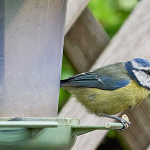 blue tit 2022 42.jpg