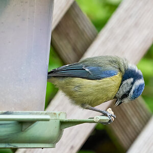 blue tit 2022 43.jpg