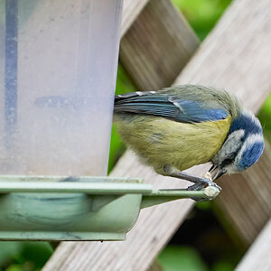 blue tit 2022 44.jpg