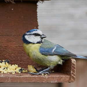 blue tit 2022 41.jpg