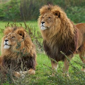 lions  2018 1.jpg