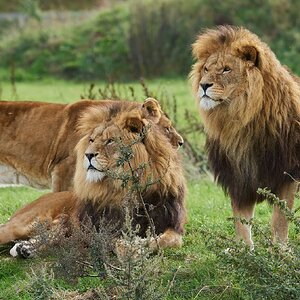 lions  2018 2.jpg