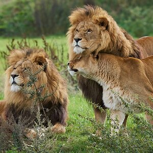 lions  2018 3.jpg