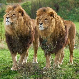lions  2018 4.jpg