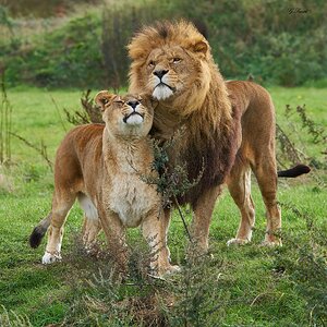 lions  2018 5.jpg
