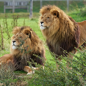 lions  2018.jpg