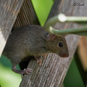 mouse 2022 26.jpg