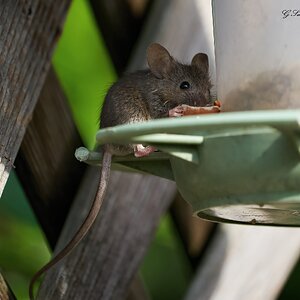 mouse 2022 30.jpg