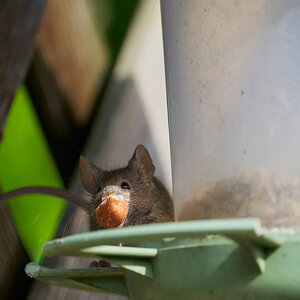 mouse 2022 31.jpg