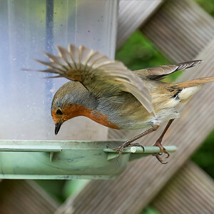 robin 2022 50.jpg