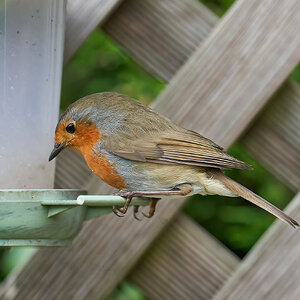 robin 2022 49.jpg