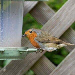 robin 2022 48.jpg