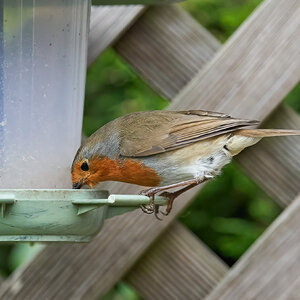 robin 2022 47.jpg