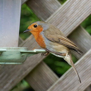 robin 2022 46.jpg